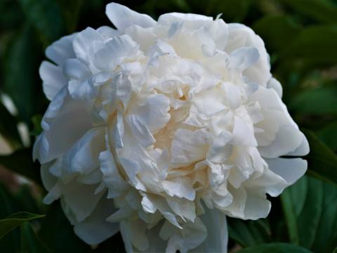 white peony