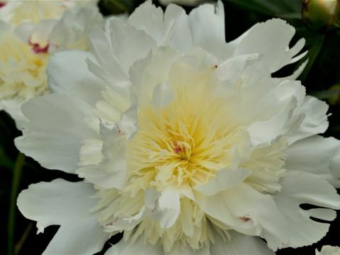 white peony flower