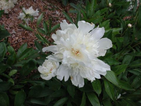 white peony flower