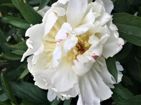 white peony flower nearly all open, some curled inward petals