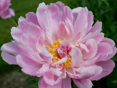 pink peony with yellow center