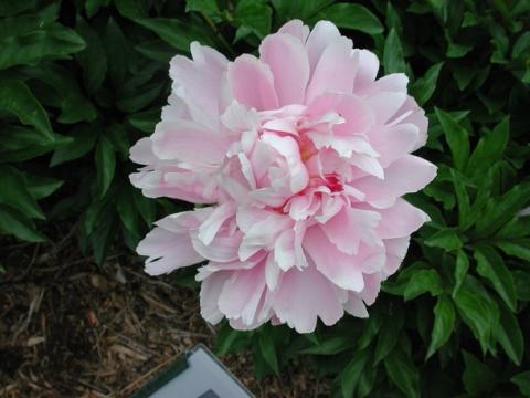 pink peony flower
