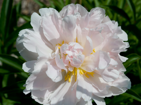 white/light pink peony with some yellow in the center