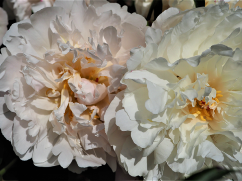 a light pink and white fluffy peony