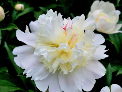 white peony with creamy center