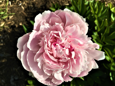 light pink peony ]
