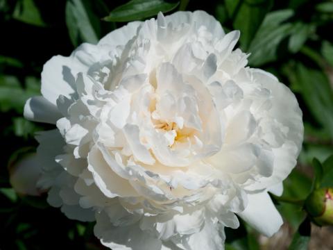 large white peony