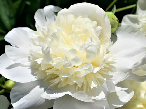 a fluffy white peony