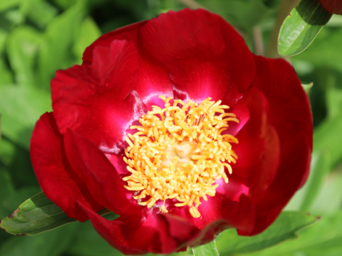 red peony with a yellow center