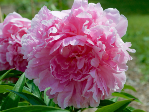a fluffy pink peony