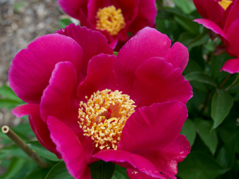 Hot dark pink peony with a yellow center 