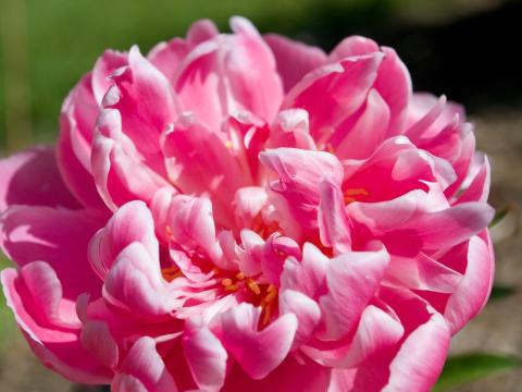 pink peony flower with curling petals
