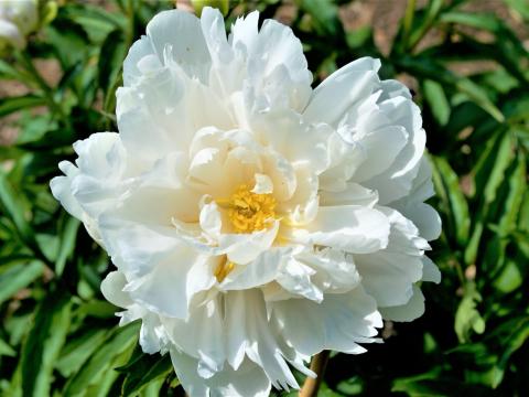 white peony