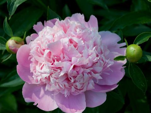 large pink peony flower with fluffy center