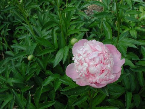 Pink peony starting to open