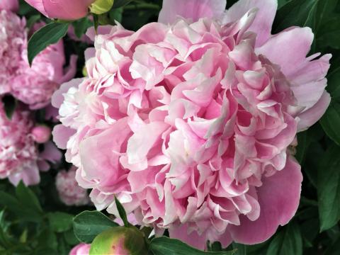 Pink peony