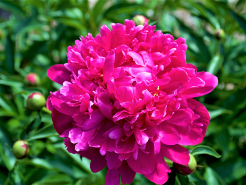 a fluffy magenta peony