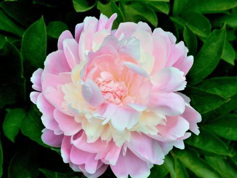 a fluffy light pink and white peony