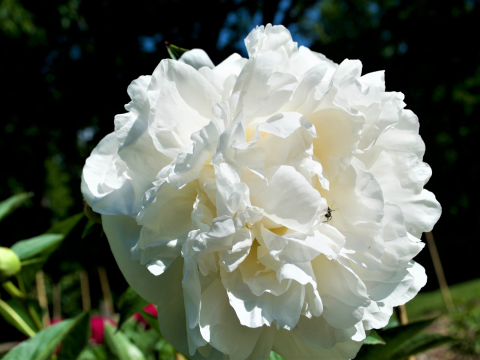 a fluffy white peony