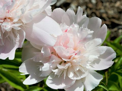a pale pink bloomed peony