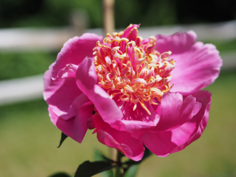 a bright pink peony with a curly yellow/orange/pink inside