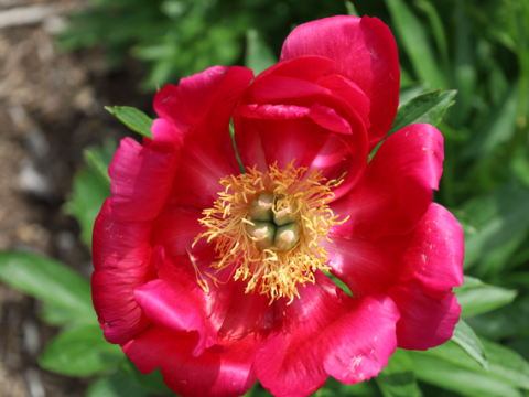 Hot pink peony with a yellow center 