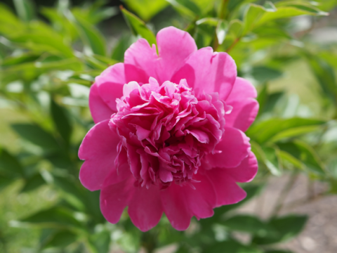 a fluffy pink peony
