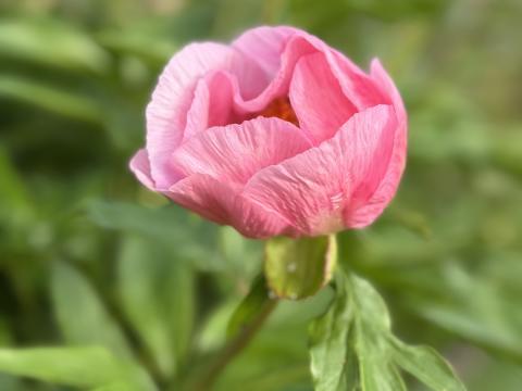 Pink peony flower