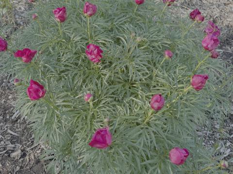 peony plant with dark pink blooms