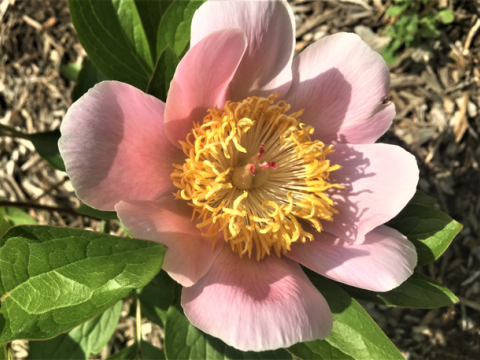 light pink peony with a yellow center
