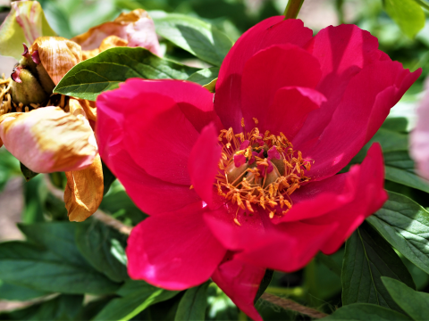 Hot pink peony with a yellow center 