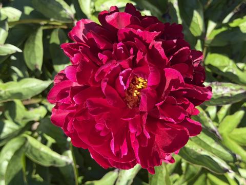 a dark fluffy magenta peony with some yellow center
