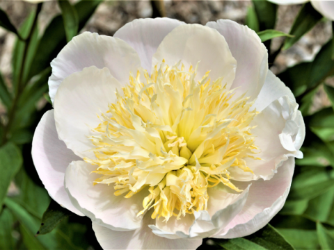 white peony with a spiky yellow center