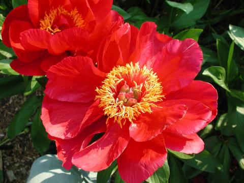 Red peony with yellow center, open wide