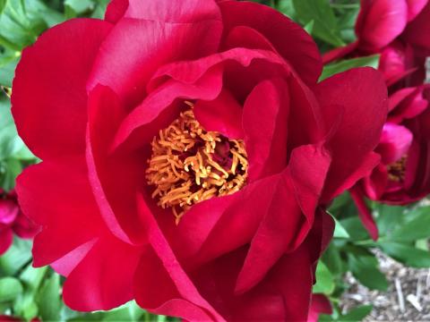 Red peony with yellow center