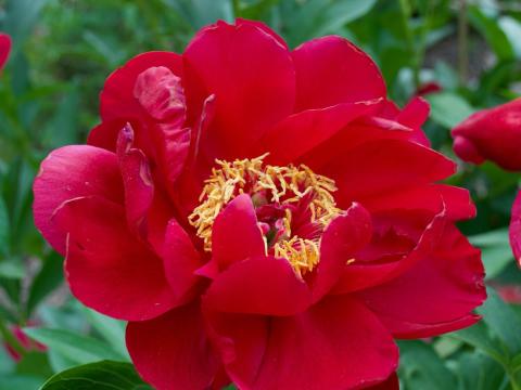 red peony with yellow center