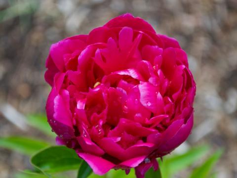 dark pink peony bloom