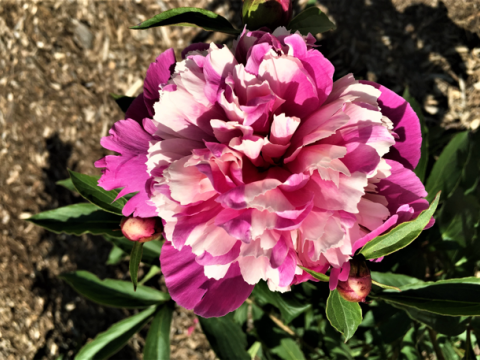 a fluffy light pink and magenta peony