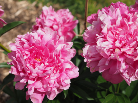 two fluffy pink peonies