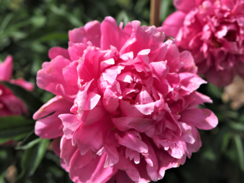 a fluffy pink peony