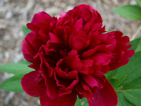 a fluffy dark red peony