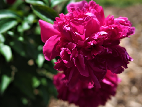 a fluffy dark magenta peony
