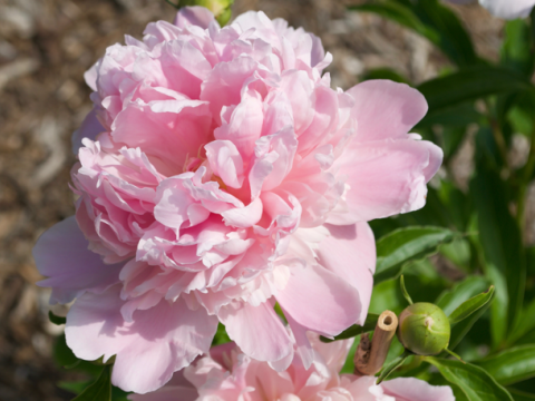 a fluffy light pink peony