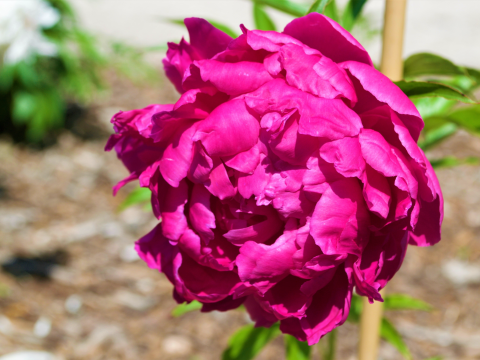 a fluffy magenta peony