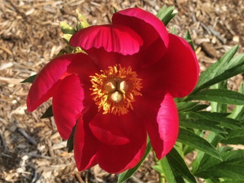 Hot pink peony with a yellow center 