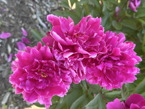 fluffy magenta peonies