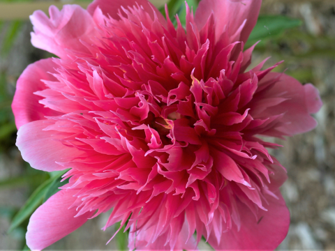 a spiky pink peony