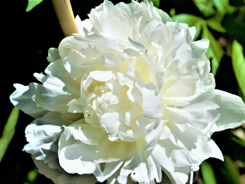 a fluffy white peony