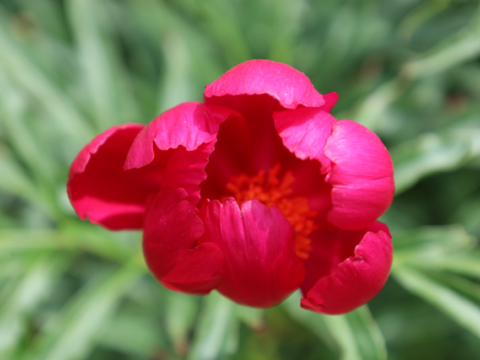 Hot pink peony with a yellow center 