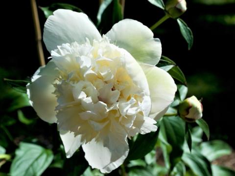 White peony flower